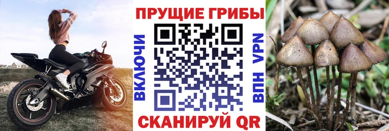 Галлюциногенные грибы MAGIC MUSHROOMS  купить закладку  Заринск 